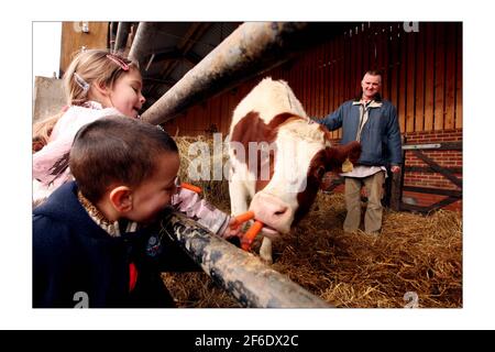 Shyamasundara das stellt Aditi die Kuh Kindern aus der Kritna Schule vor, die R.S.P.C.A. haben sie dem Hare Kritna Tempel, Bhaktivedanta Manor, in Letchmore Heath, North London, geschenkt.Foto von David Sandison The Independent Stockfoto