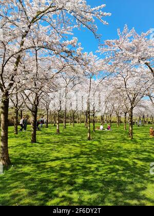 Amsterdam Amsterdamse Bos Bloesempark Cherry Blossom Park Mutter ...