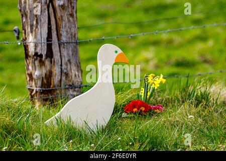 Ente beim traditionellen osterhasen von Herleshausen in Hessen Stockfoto