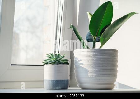 Saftig in Keramikgefäßen. Topfkaktus Haus Pflanzen auf der Fensterbank. Harte Morgensonne - Bild Stockfoto