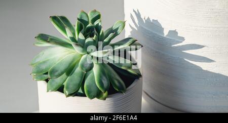 Saftig in Keramikgefäßen. Topfkaktus Haus Pflanzen auf der Fensterbank. Harte Morgensonne - Bild Stockfoto