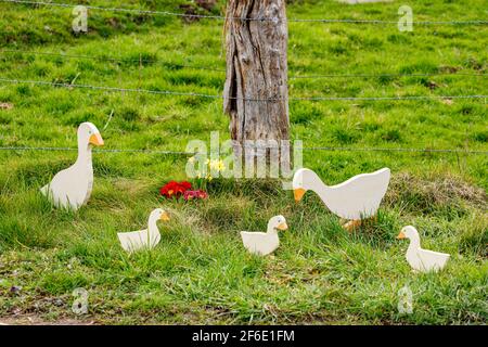 Ente beim traditionellen osterhasen von Herleshausen in Hessen Stockfoto