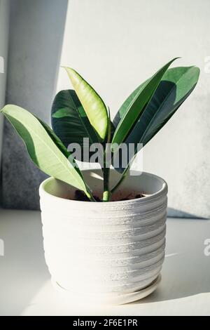 Grüner Ficus in weißem Keramiktopf. Hauspflanze auf der Fensterbank. Harte Morgensonne - Bild Stockfoto