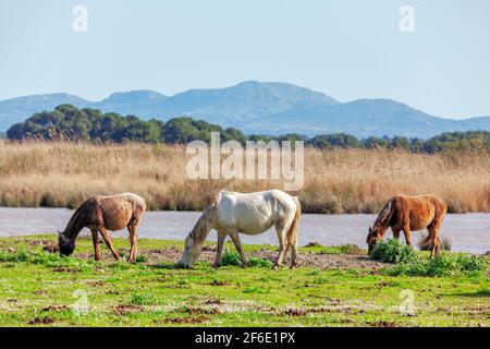 Naturschutzgebiet mit Wildpferden . Grasende Mustangs . Drei wilde Pferde auf der Weide. Naturschutzgebiet Stockfoto