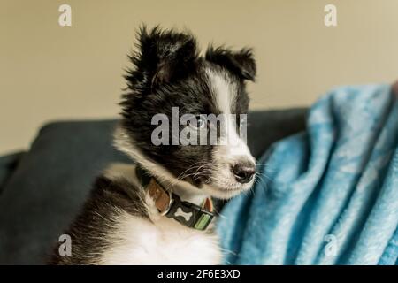 Ein süßer junger Border Collie Welpe schaut weg von der Kamera, während sie in ihrem neuen Zuhause auf dem Sofa sitzen Stockfoto