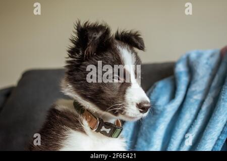 Die Profilansicht eines niedlichen und verschlafen jungen Border Collie Welpe kann seine Augen kaum offen halten, da er zu Hause auf dem Sofa sitzt. Stockfoto