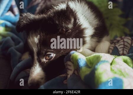 Eine Nahaufnahme des Gesichts eines niedlichen jungen Border Collie Welpens, der das natürliche Licht aufsaugt, während er zu Hause auf einer Decke liegt. Stockfoto