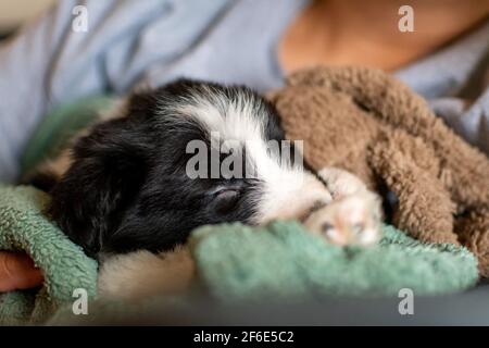 Ein sehr süßer junger Border Collie Pup schläft mit einem weichen Spielzeug auf einer grünen Decke in den Armen seines Besitzers. Stockfoto