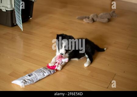 Ein süßer junger Border-Collie-Welpe, der am ersten Tag in ihrem neuen Zuhause auf dem Boden liegt und auf einem Beißspielzeug kaut. Stockfoto