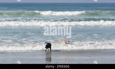 Del Mar, California USA - 23. Jan 2020: Hundefreundlicher Strand. Haustiere spielen in der Nähe des Ozeans Wasser, Wellen. Spielerisch aktives Welpenlaufen. Ort, wo viele OW Stockfoto