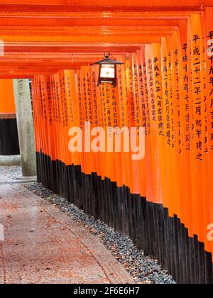 Ein Blick durch den Tunnel aus roten Holz-Torii-Toren mit einer hängenden Laterne am Fushimi Inari Shinto-Schrein in der Nähe von Kyoto, Japan. Stockfoto