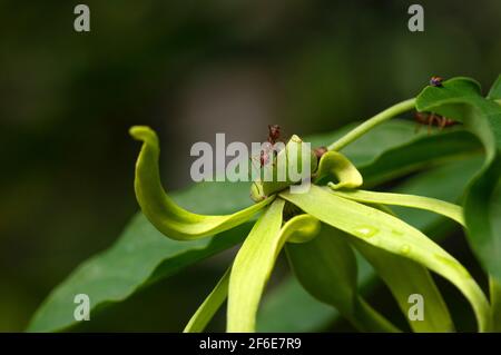 Eine Ameise auf einer Cananga odorata Blume mit mattem Hintergrund Stockfoto