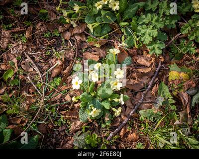 Gelbe Primrose blüht natürlich im Wald Stockfoto