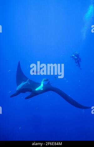 Manta Ray, Manta hamiltoni, mit Videofilmerin auf der San Benedicto Insel vor Mexiko, Nordpazifik. Stockfoto