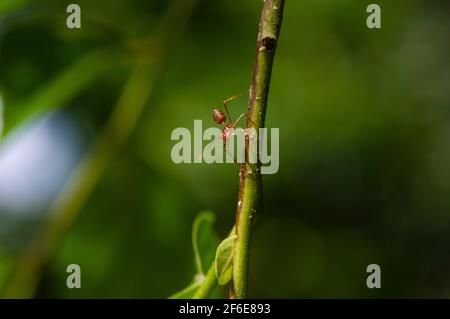 Nahaufnahme einer Ameise auf einem Cananga-Odorata-Blütenstiel. Makrofotografie Stockfoto