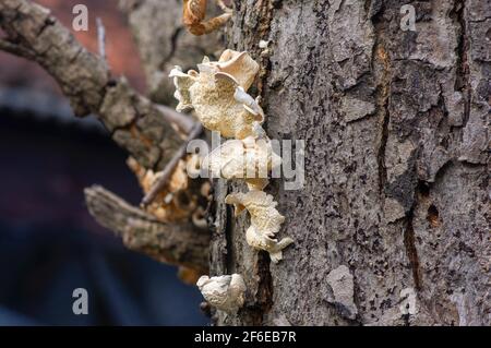 Weißer Pilz auf der grauen trockenen Baumrinde Stockfoto