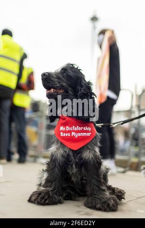 London, Großbritannien. März 2021, 31st. Ein Hund trägt einen Protestschal mit dem Text "Keine Diktatur. Rette Myanmar auf dem Parliament Square. Demonstranten versammelten sich auf dem Parliament Square - mit Gesichtsmasken und beobachteten eine soziale Distanzierung -, bevor sie zur chinesischen Botschaft marschierten, um Solidarität mit dem Volk von Myanmar gegen den Militärputsch und die staatlichen Tötungen von Zivilisten zu zeigen. Vor der Botschaft wurden Reden gehalten. Seit Beginn des Militärputsches am 1st. Februar wurden in Myanmar mehr als 520 Menschen von Sicherheitskräften getötet. Am vergangenen Samstag war der gewalttätigste Tag, an dem mehr als 100 Menschen waren Stockfoto