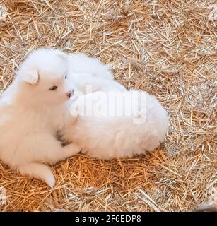 Zwei süße kleine weiße Samoyed Welpen liegen auf dem Stroh auf dem Boden und Spaß beim Spielen zusammen Stockfoto