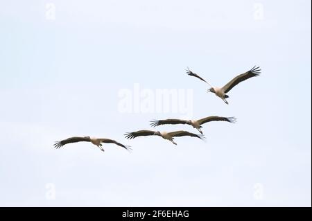 Holzstorch (Mycteria americana), Pantanal, Mato Grosso, Brasilien. Stockfoto