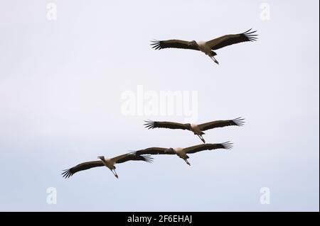 Waldstörche, Mycteria americana, im Flug. Stockfoto