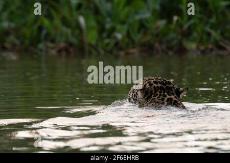Ein jaguar, Panthera onca, schwimmend im Fluss. Stockfoto