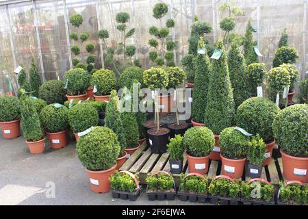 Box Hedging und Box topiary Display in einem Garten Zentrum Stockfoto