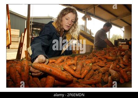 Deborah Ross verbringt den Tag damit, auf der Farm des Prinzen von Wales zu arbeiten: Duchy Home Farm, Broadfield Farm, Tetbury.pic David Sandison 11/10/2005 Stockfoto