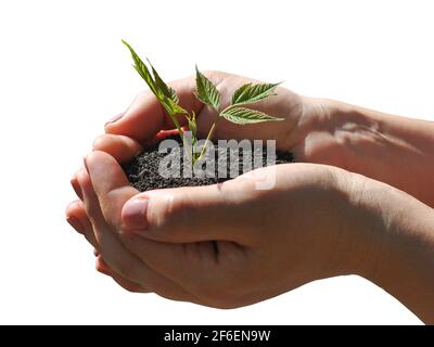 Pflanze in Händen isoliert auf weißem Hintergrund. Hände, die junge Sprossen im Boden halten. Stockfoto