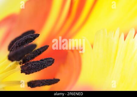 Tulpenstamen auf abstrakten Blumen Blatt Hintergrund. Makroaufnahme. Konzept Allergie. Stockfoto