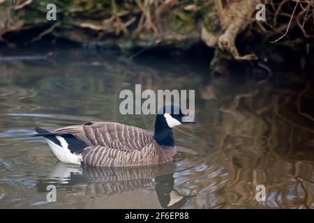 Eine Gänse, Branta hutchinsii beim Schwimmen Stockfoto