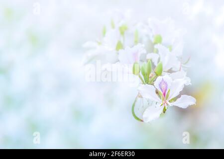 Im Sommer blühen weiße Bauhinia variegata- oder Orchideenbaumblumen aus der Nähe, strahlend weiße Blütenblätter mit violetten und rosa Flecken. Stockfoto