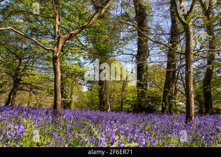 Bluebells bedecken den Boden in einem uralten Wald bei Lanhydrock House National Trust Stockfoto