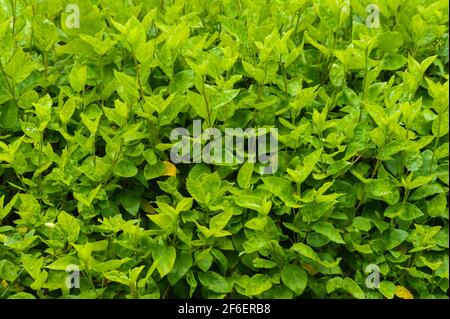 Grüne Bäume Zaun Textur, Laub grüne Blätter im Sonnenlicht. Vollformat. Selektiver Fokus. Stockfoto