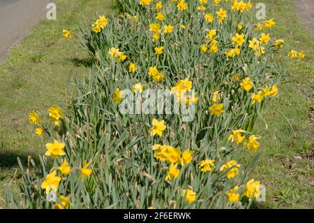 Blühende gelbe Krokusse in einem Streifen im Frühjahr Stockfoto