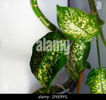 Grüne Blätter auf weißem Hintergrund. Zimmerpflanzen mit großen Blättern. Fiefenbachia. Stockfoto