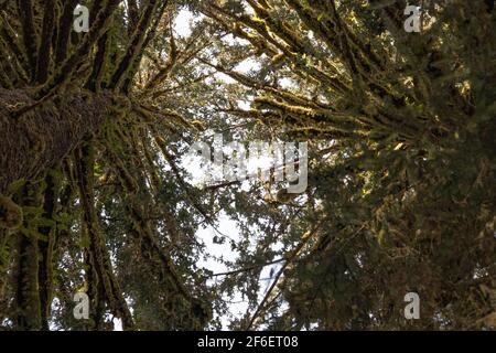 Blick in die komplexe Struktur von zwei Kiefern Mit Moos bedeckten Ästen im Olympic National Park Stockfoto