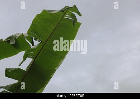 Große grüne Bananenblätter exotischer Palmen auf Himmelshintergrund. Stockfoto