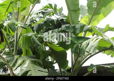 Große grüne Bananenblätter von exotischen Palmen auf weißem Hintergrund, Gruppe von Bananenblättern. Stockfoto