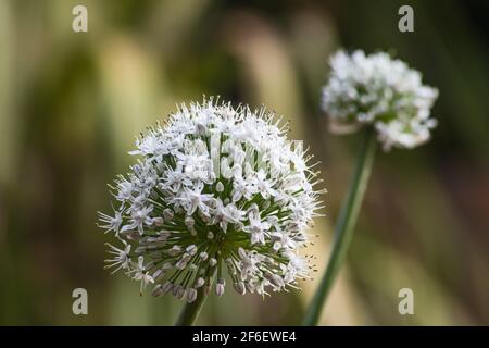 Zwiebelblume 10010 Stockfoto