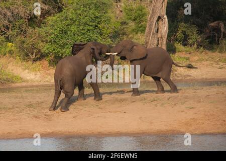 Junge afrikanische Elefantenbullen kämpfen 13667 Stockfoto