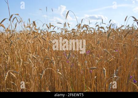 Weizenohren gegen den blauen Himmel an einem heißen Sommerabend. Reife Kulturpflanzen. Landwirtschaftliche Betriebe. Stockfoto