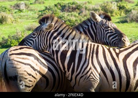 Zebras ruhen, während sie sich gegenseitig den Kopf auf den Rücken legen Um sich zu schützen und auch ein Auge offen zu halten Bedrohungen Stockfoto