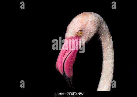 Nahaufnahme eines größeren Flamingos mit Wassertropfenangeln Seine Federn vor einem dunklen Hintergrund Stockfoto