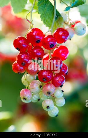 Ein Strauß reifender roter Johannisbeeren auf einem Busch Stockfoto