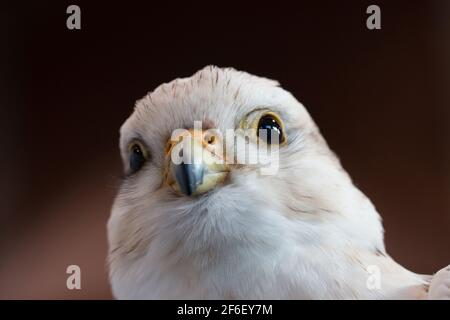 Kopf des grauen Falkenvogels Stockfoto