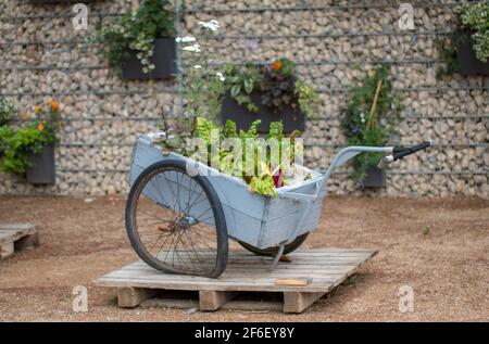 Alte hölzerne Schubkarre mit Blumen Dekoration Stockfoto