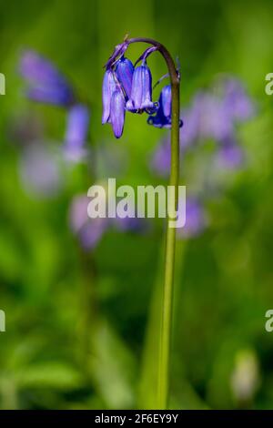 Bluebells bedecken den Boden in einem uralten Wald bei New England Wood Ivybridge. Stockfoto