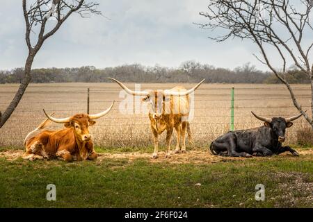 Texas Longhorn Catlle steht im Freien neben einem Feld in der Texas Hill Country Stockfoto