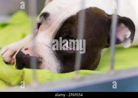 Der Hund erholt sich nach Narkose im Käfig Die Tierklinik Stockfoto