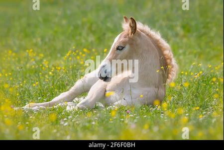 Niedliches junges Haflinger Pferdefohlen, das in einem grünen Gras ruht Wiese mit Butterblumen im Frühling Stockfoto